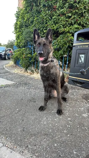 1-3 Month Male Purebred German Shepherd