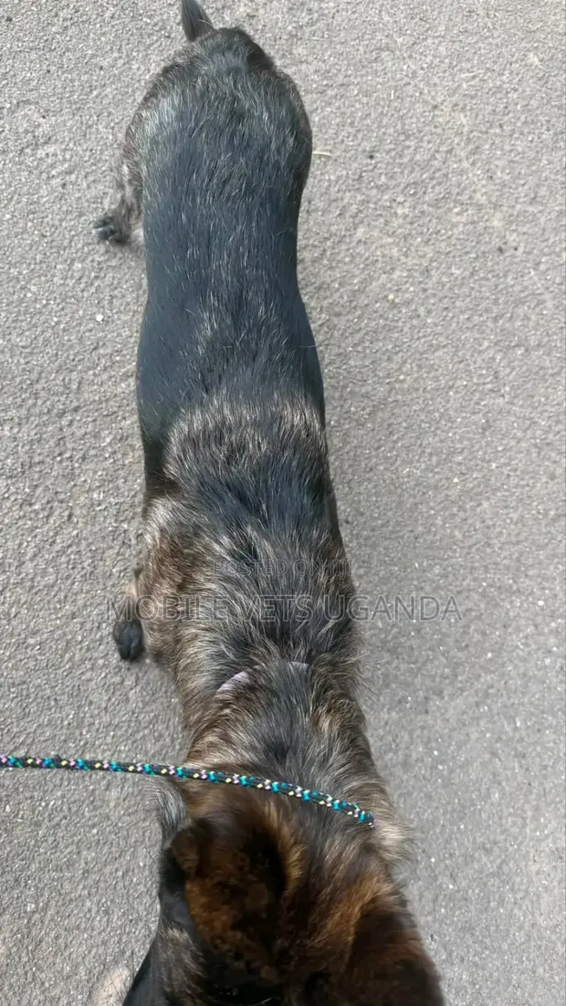 Purebred German Shepherd Puppy - 1-3 Months Old - 1
