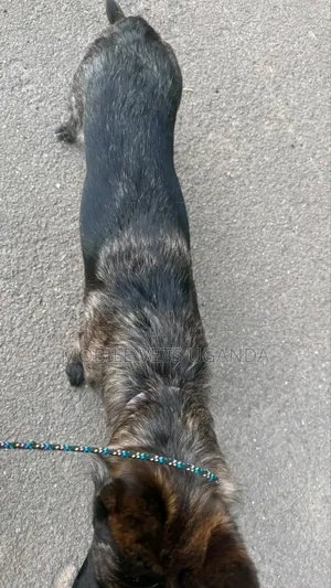 Purebred German Shepherd Puppy - 1-3 Months Old