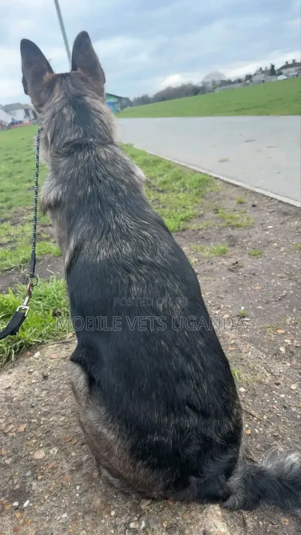 3-6 Month Female Purebred German Shepherd - 1