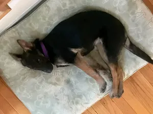 3-6 Month Female Purebred German Shepherd