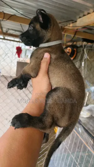 1-3 Month Old Male Purebred Belgian Malinois Puppy