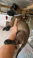 1-3 Month Old Male Purebred Belgian Malinois Puppy - 1