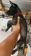 1-3 Month Old Male Purebred Belgian Malinois Puppy - 2