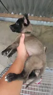 1-3 Month Old Male Purebred Belgian Malinois Puppy - 3