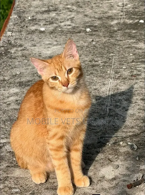 Female Purebred Exotic Kitten, 3-6 Months - 1