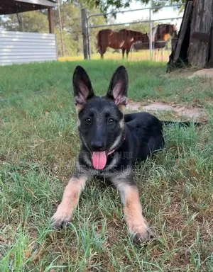 Female German Shepherd Puppy (3-6 Months)