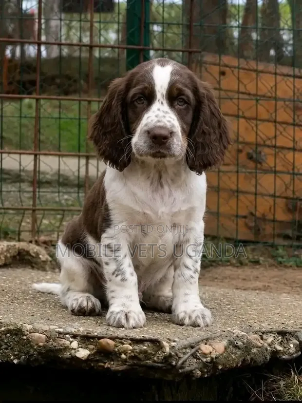 Female Purebred English Cocker Spaniel Puppy (1-3 Months) - 1