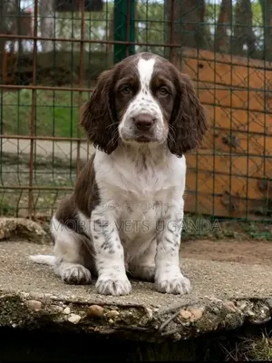 Female Purebred English Cocker Spaniel Puppy (1-3 Months)
