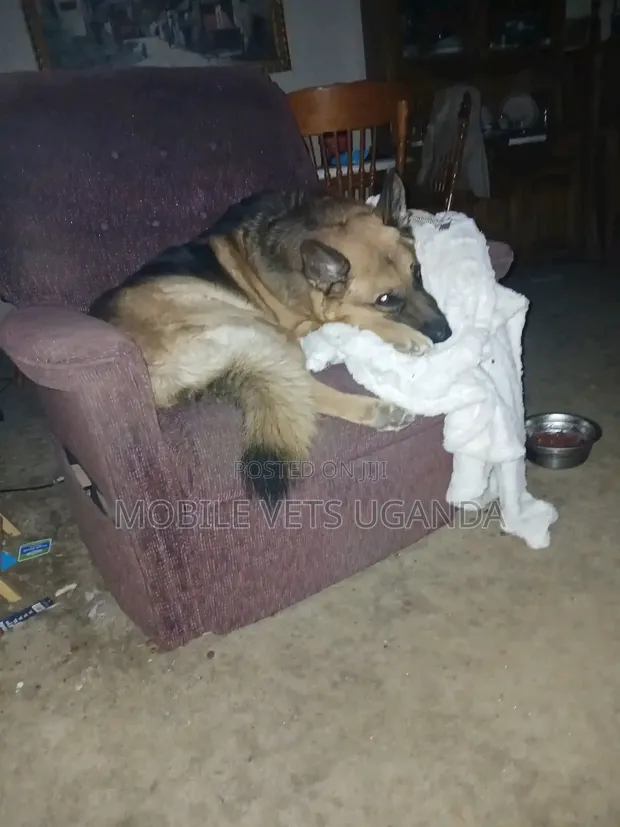 3-6 Month Female Purebred German Shepherd - 1
