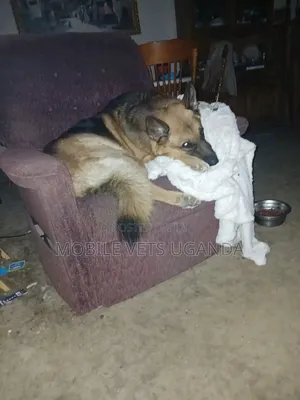 3-6 Month Female Purebred German Shepherd