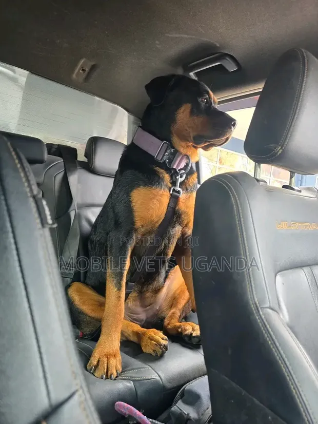 Purebred Rottweiler, 6-12 Months Male - 1