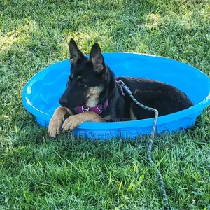 3-6 Month Male Purebred German Shepherd