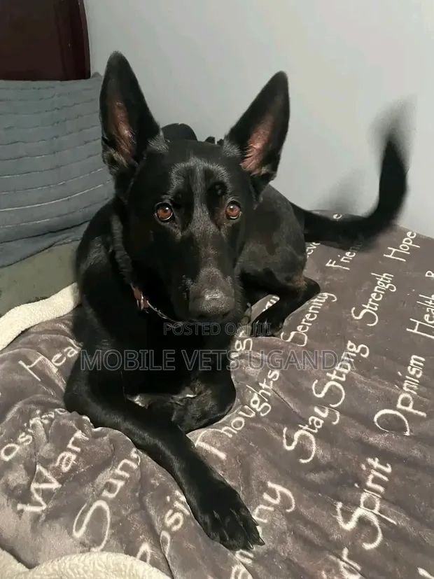 Female Purebred German Shepherd, 6-12 Months - 1