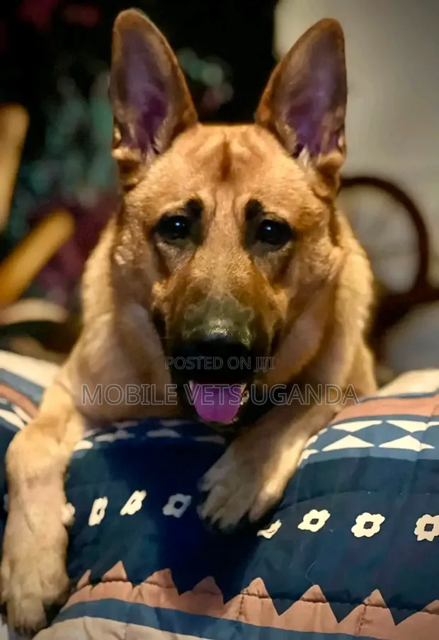 6-12 Month Male Purebred German Shepherd - 1