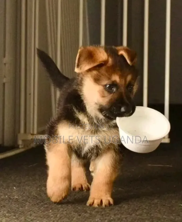 1-3 Month Male Purebred German Shepherd Puppy - 1