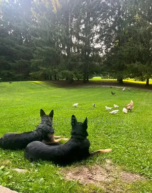 6-12 Month Male Purebred German Shepherd