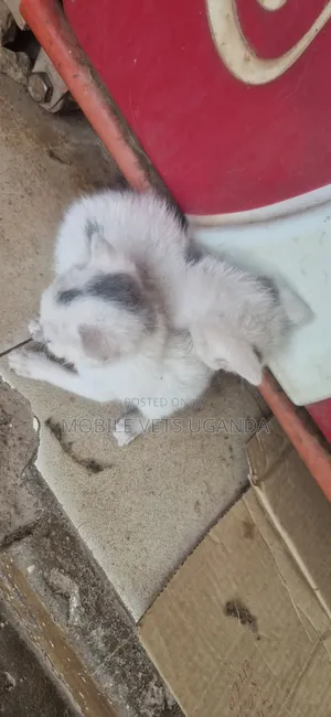Female Exotic Kitten, 1-3 Months Old