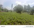 Farmland for Sale - Masaka Kasaka - 2