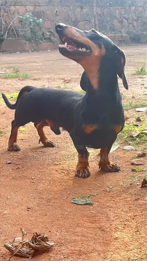 3-6 Month Male Purebred Dachshund