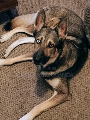 6-12 Month Male Purebred German Shepherd