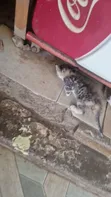 1-3 Month Male Purebred Savannah Kitten - 1