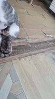 1-3 Month Male Purebred Savannah Kitten - 2