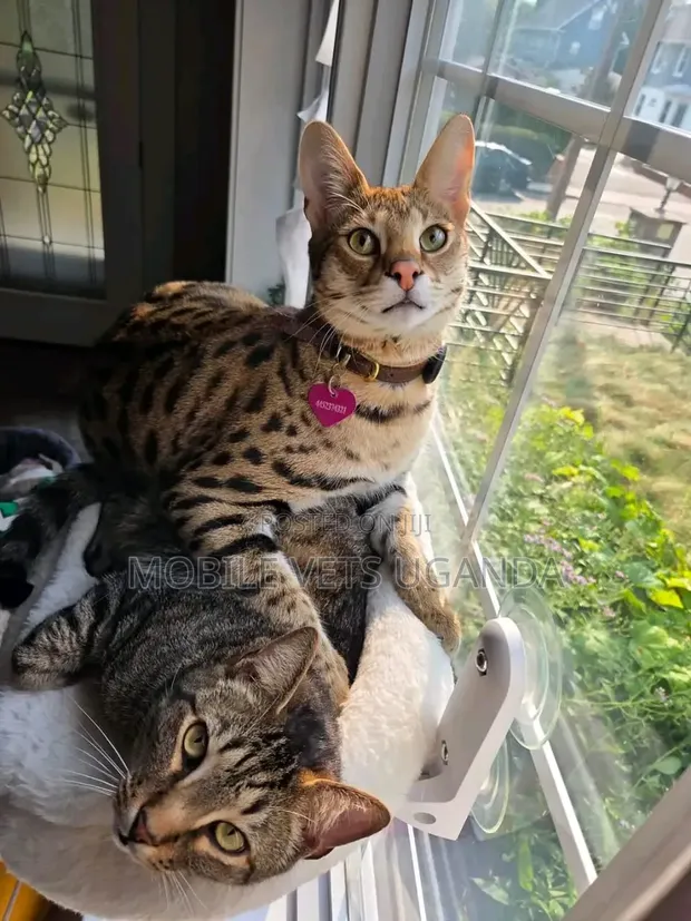Purebred Female Savannah Kitten (3-6 Months) - 1
