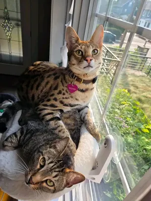 Purebred Female Savannah Kitten (3-6 Months)