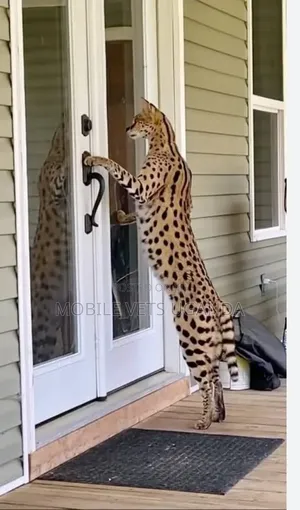 Purebred Savannah Cat, 6-12 Months Male