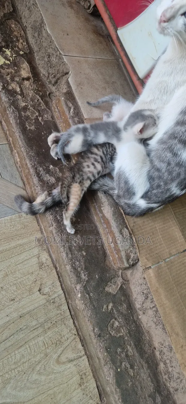 Female Purebred Savannah Kitten (0-1 Month) - 1