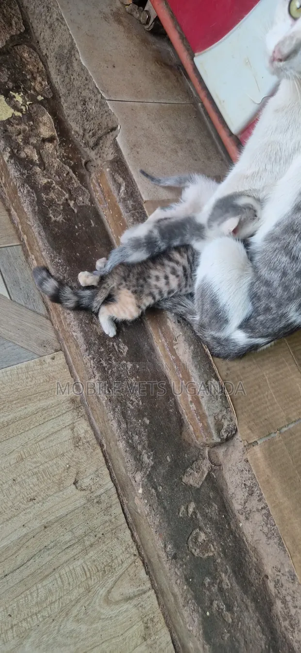 1-3 Months Male Purebred Savannah Kitten - 1
