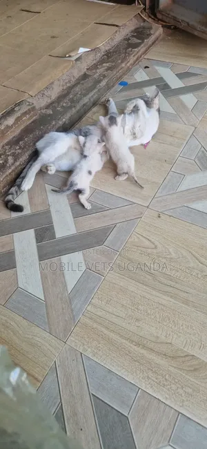 Female Exotic Kitten, 0-1 Month Old