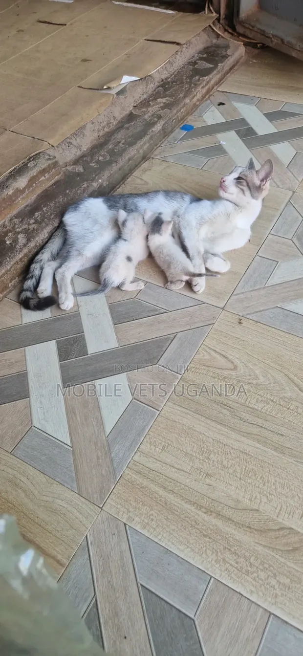 Male Exotic Kitten - 1-3 Months Old - 1