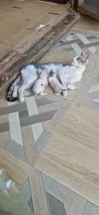 Male Exotic Kitten - 1-3 Months Old - 1