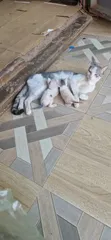 Male Exotic Kitten - 1-3 Months Old - 2