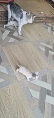 Male Exotic Kitten - 1-3 Months Old - 3