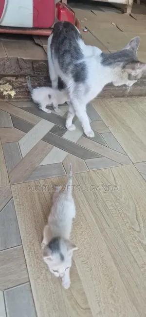 Male Purebred Bombay Kitten, 1-3 Months Old