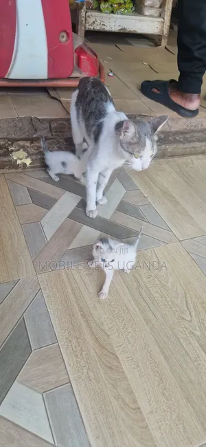 1-3 Month Male Purebred Himalayan Kitten