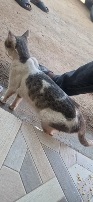 Purebred Bengal Kitten - 3-6 Months Male