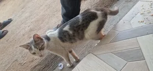 Purebred Bengal Kitten - 1-3 Months Old, Male