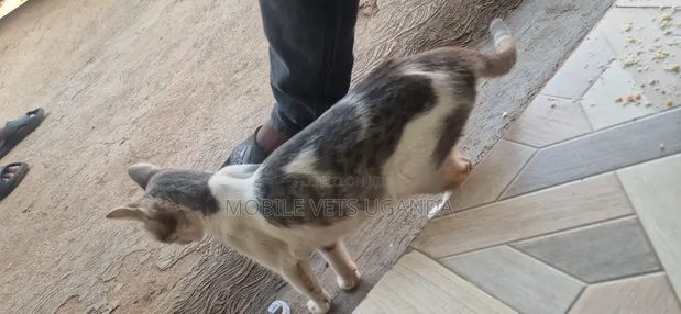 Female Purebred Sphynx Kitten, 1-3 Months Old - 1