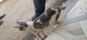 Female Purebred Sphynx Kitten, 1-3 Months Old