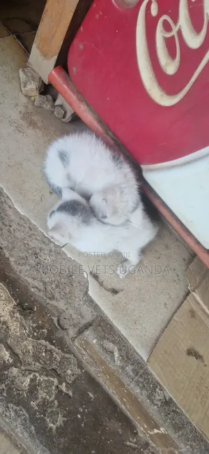 Female American Shorthair Kitten (0-1 Month)