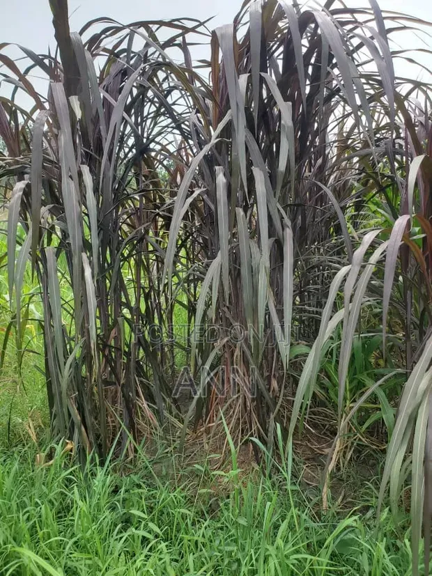 Red Napier Grass - 1