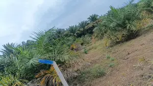 Palm Garden for Sale in Kizira, Kalangala District