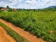 Land for Sale in Mbalala, Mukono - 2