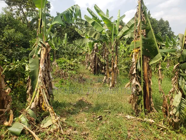 Plot for Sale in Mpererwe Kitagobwa - 1