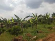 Plot for Sale in Mpererwe Kitagobwa - 3