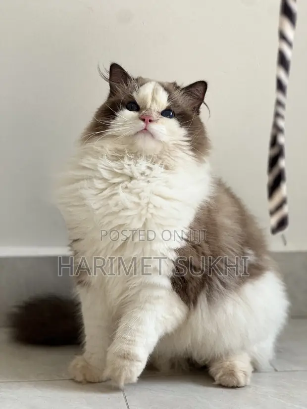 7-Month-Old Male Purebred Ragdoll Cat - 1